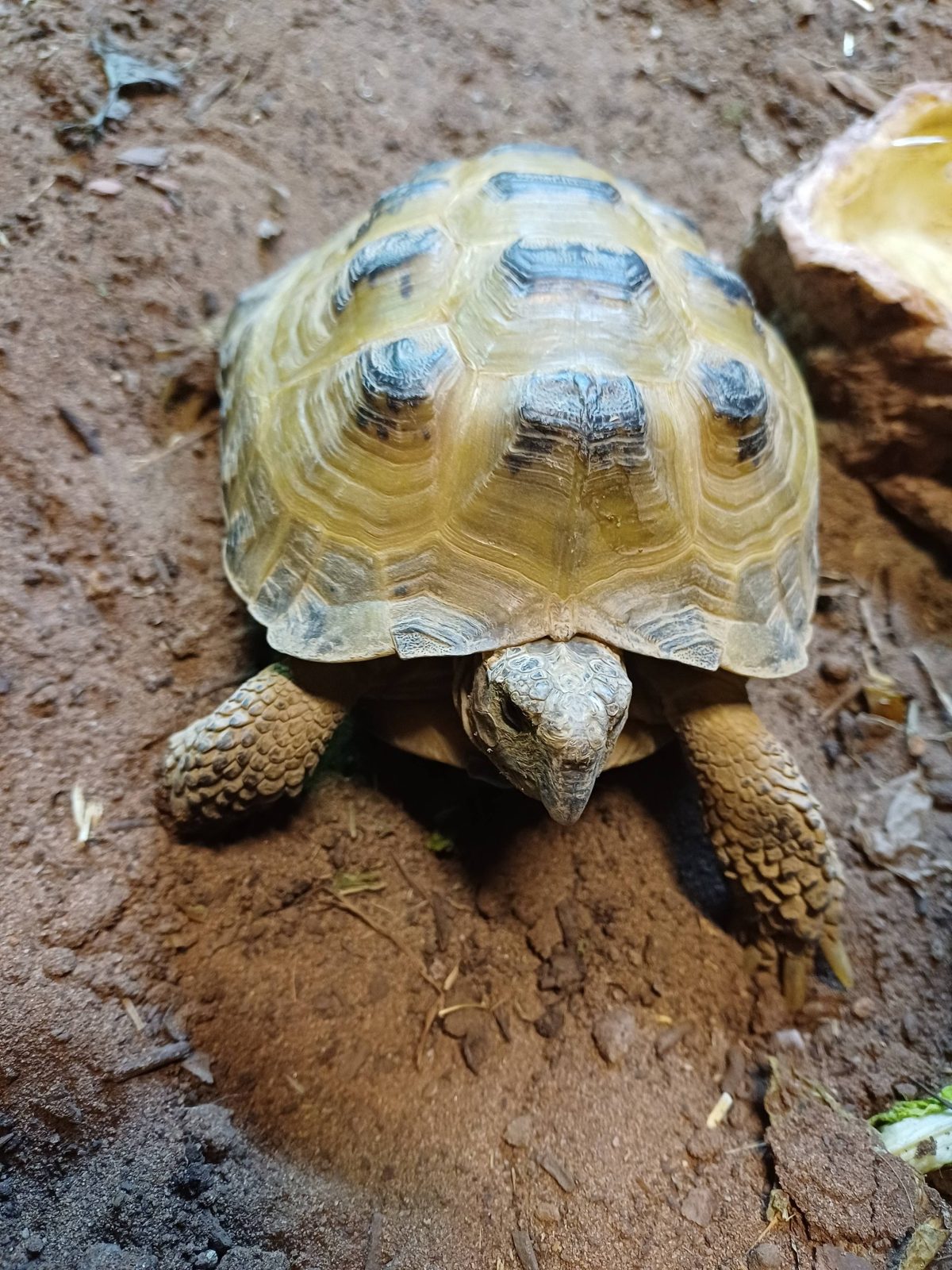 A tortoise at the rescue