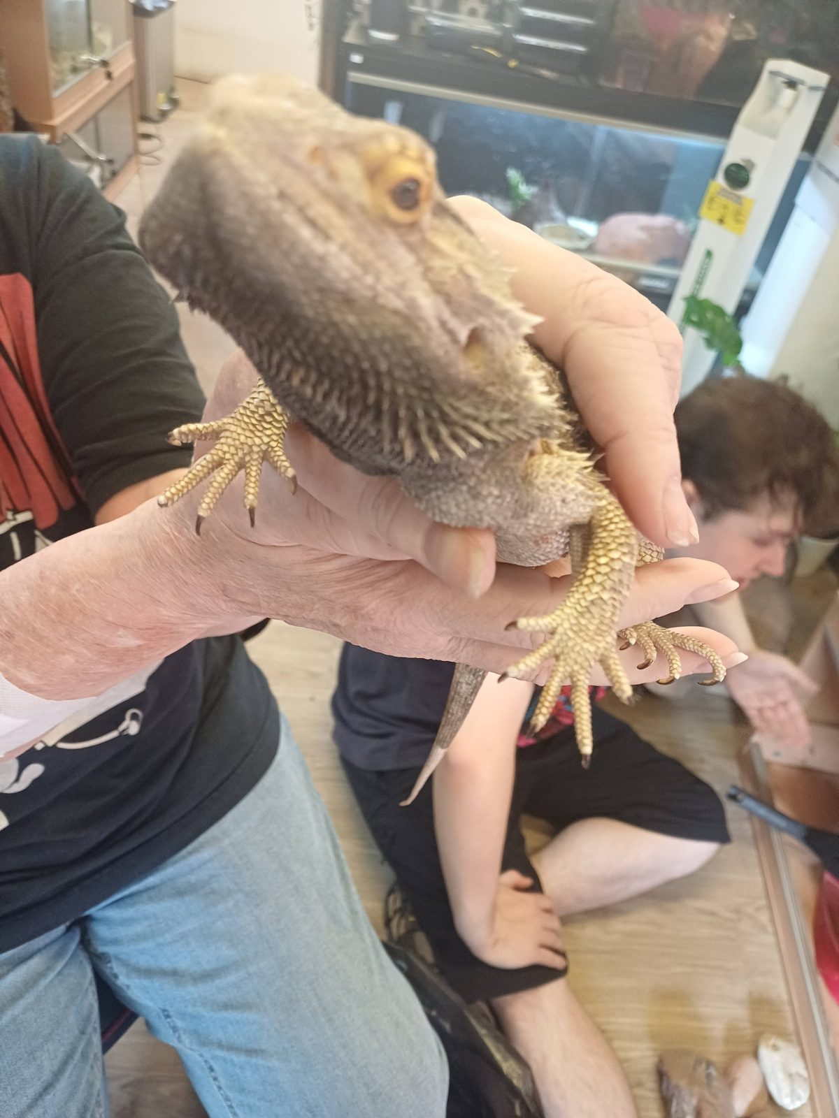 Bearded dragon