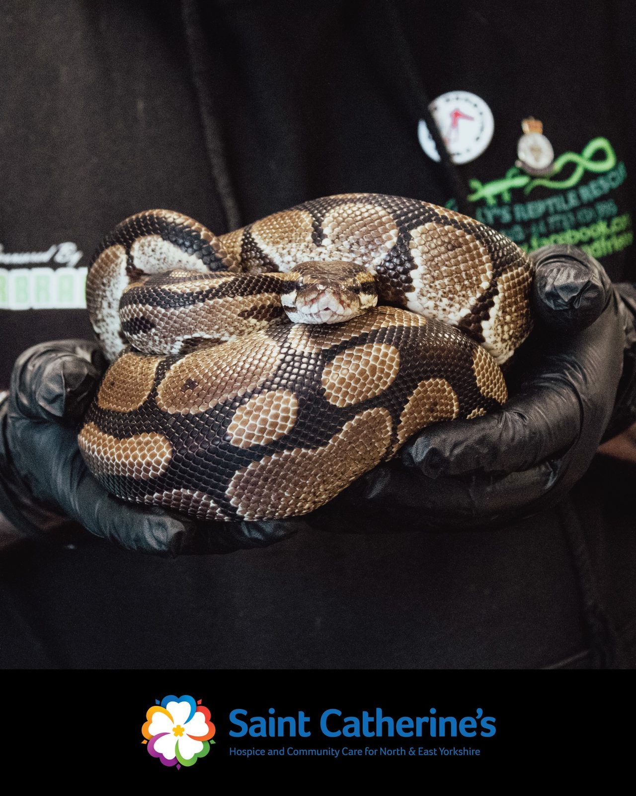 A boa held in the hands of a keeper